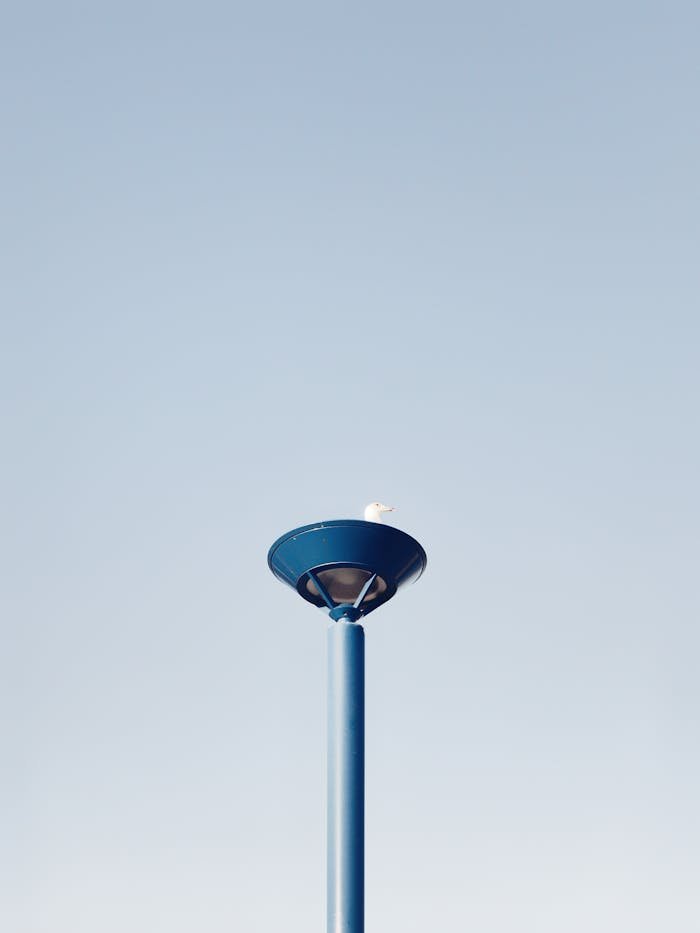 A minimalist composition featuring a blue street lamp with a seagull perched on top against a clear blue sky.