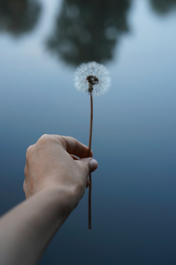 A hand holds a dandelion near a calm, reflective lake, epitomizing tranquility.